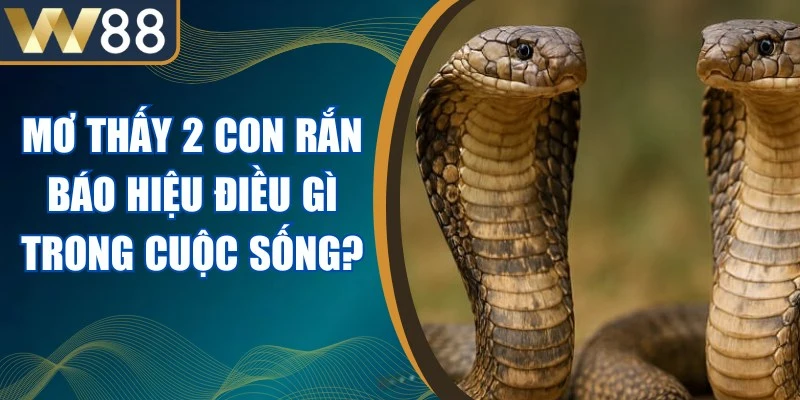 Mơ Thấy 2 Con Rắn Báo Hiệu Điều Gì Trong Cuộc Sống? 1 Mơ Thấy 2 Con Rắn